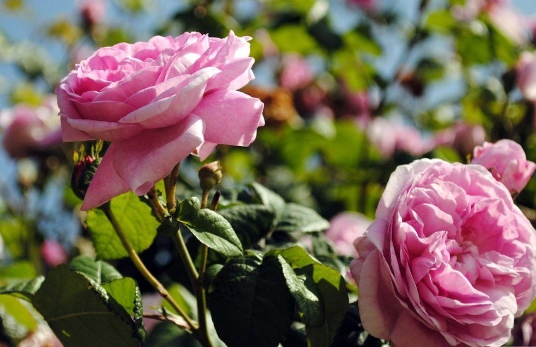 Сегодня отмечается День мечтания о розовых кустах